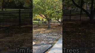 Exploring Nature The Beauty of Trees and Fences at the Reservoir shorts chicago [upl. by Remled450]