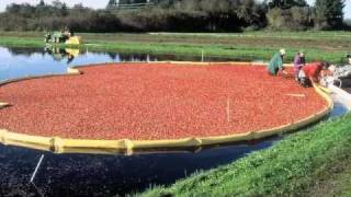 The Ocean Spray Cranberry Bog at Patriot Place [upl. by Llertnor]