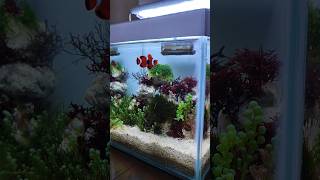 Most Beautiful Clownfish  Mini Aquarium [upl. by Anivahs]