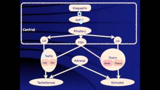 GROW Society Module Precocious puberty in boys [upl. by Lerak]