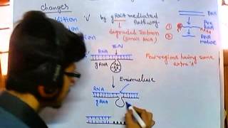 Guide RNA dependent RNA editing [upl. by Moyna]