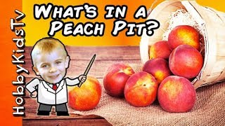 Whats Inside a PEACH Pit by HobbyKidsTV [upl. by Cozza887]