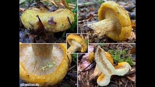 Grubiger Milchling Grubiger Tannenmilchling Strohgelber Milchling Lactarius scrobiculatus [upl. by Aenel332]