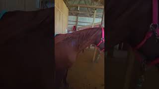 Material girl Horse video Vikki is so cute horse Vikki Arab materialgirl mare [upl. by Almeda367]