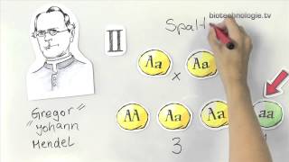 Kreidezeit quotGeniestreichequot Gregor Mendel [upl. by Latin]