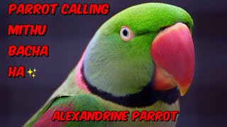 Alexandrine Raw Parrot  Parrot Sounds birds parrot talkingparrot birdslover angelthevlogerr [upl. by Lucania]