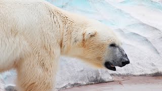 Eisbär  Der Größte Fleischfresser Auf Dem Land  Dokumentation [upl. by Alithia]