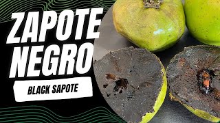 Probamos el Zapote Negro por primera vez [upl. by Frankhouse674]