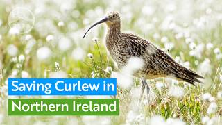 Bringing threatened Curlew back from the brink in Northern Ireland  RSPB [upl. by Hildegard]