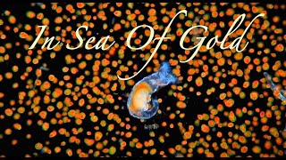 Astaxanthin Haematococcus Pluvialis  Rotifers in sea of gold [upl. by Lach]