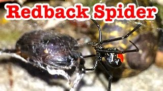 Redback Spider Amazing Killer Invades Tokyo Japan セアカゴケグモ [upl. by Margalo347]