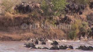 Das große Gnu Spektakel am Mara River  The great wildebeest spectacle in Kenya [upl. by Gilead]