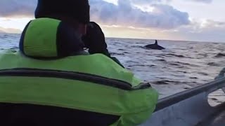 Diving with Killer Whales  Wildlife Specials Killer Whale  BBC Earth [upl. by Ahsennek]