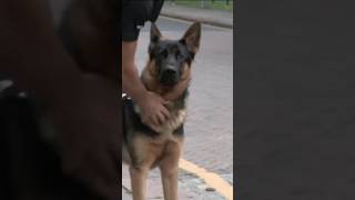 Dog Rescued From Abusive Owner [upl. by Cacka256]