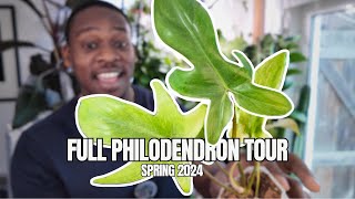 My Entire Philodendron Collection  Spring 2024 🌱 [upl. by Ghiselin]