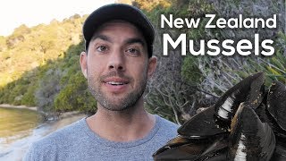 Wild New Zealand Mussels Catch and Cook in Aotearoa 🇳🇿 [upl. by Anna-Diana]