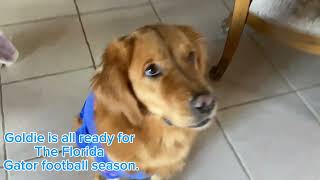 Dog Ready for Florida Gator Football [upl. by Prosper]