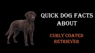 Quick Dog Facts About The Curly Coated Retriever [upl. by Dixil]