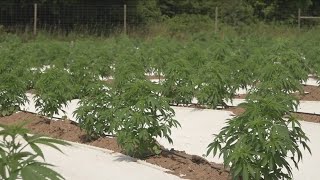 What 2 Know About Homegrown Cannabis [upl. by Strickman]