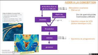 SVT  2nde  Procréation médicalement assistée PMA et hormones de synthèse [upl. by Odracer832]