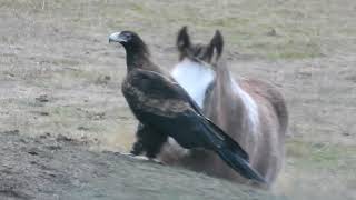 Wedge Tailed Eagle Meets Foal [upl. by Salita474]