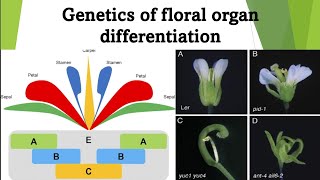 Genetics of Floral Organ Differentiation in Arabidopsis Thaliana  Antirrhinum and Petunia [upl. by Boehike]