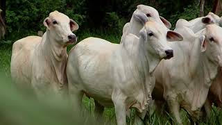 Alta Genética Ganadera Casanare Ganaderia Los Ejidos Hacienda Mararave [upl. by Hsilgne906]