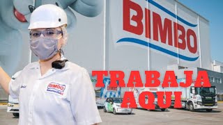 TRABAJA EN BIMBO 2024 SIN EXPERIENCIA BUSCO TRABAJO [upl. by Yrrap485]