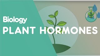 Plant Hormones Tropisms  Plants  Biology  FuseSchool [upl. by Ennahgiel]