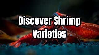 The Top 15 Aquarium Shrimp Types 🦐 [upl. by Sherlock]