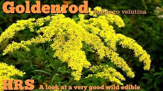 ⟹ Goldenrod  Solidago velutina  This plant has many uses [upl. by William]