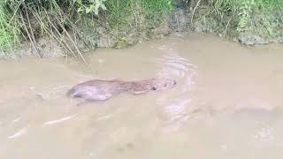 Beaver shot  Biesbosch [upl. by Ogir]