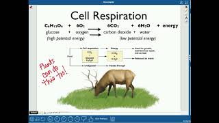 Biogeochemical Cycles [upl. by Procora]