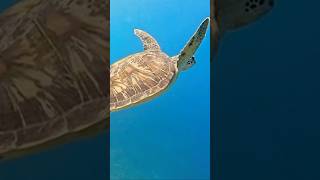 Green Sea Turtle Flys Away seaturtles scubadiving philippines [upl. by Dao]