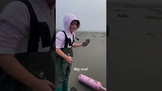 Razor clam digging in Washington clamdiggingrazorclamsfunforkids [upl. by Legra181]