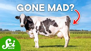 What Actually Caused Mad Cow Disease [upl. by Nnairol521]