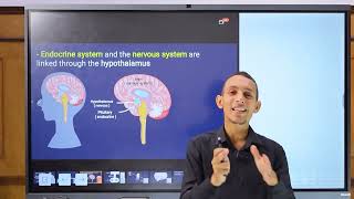 Physiology  Lecture 1  introduction to endocrine system  EGU module  Med Robot  Adham Saleh [upl. by Anilys992]