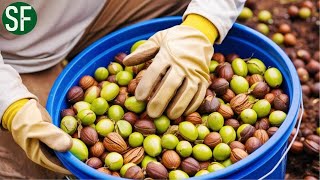 How Macadamia Nuts Are Harvested and Processed in America  Farming Documentary [upl. by Adiarf943]