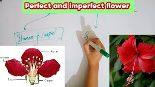 Perfect and imperfect flowerPerfect flowerImperfect flower [upl. by Eilesor]