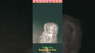 Eagle and owl eagle eagles owl owls animals [upl. by Okimuk]