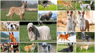 Podcast 139 20 Rare Dog Breeds You Never Knew Existed [upl. by Hsotnas]