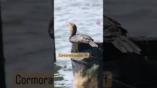 Doublecrested Cormorant gular fluttering [upl. by Serge]