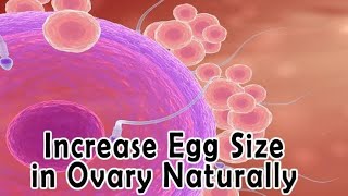 Increase Egg Size Naturally  Bina Dawai kay egg size ko barhaen Conceive Fast UrduHindi [upl. by Malilliw217]