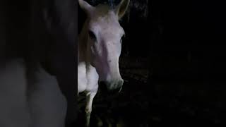 Kashi the Percheron mare smiling and waving on request [upl. by Teressa]