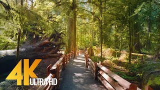 4K Virtual Hike through Canadian Forest with Nature Sounds  Incredible Nature of British Columbia [upl. by Anahc36]