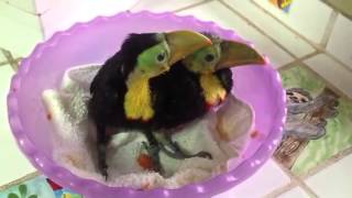 Baby rescued toucans [upl. by Marchelle324]