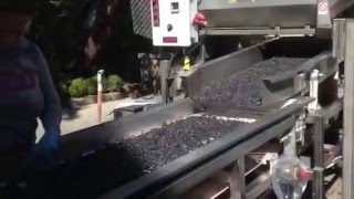 Grape sorting at Sherwin Family Vineryards [upl. by Marris15]