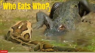 Python vs Alligator Who Eats Who [upl. by Perusse]