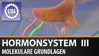 Trailer  Hormonsystem III  Molekulare Grundlagen  Biologie  Schulfilm [upl. by Rexfourd]