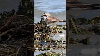 Corriere piccolo Charadrius dubius birds nature uccellini [upl. by Loleta372]